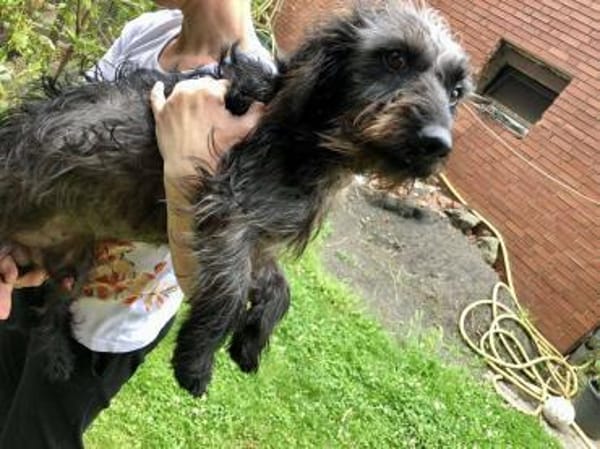 Dackel Mix Rüde, 1 Jahr