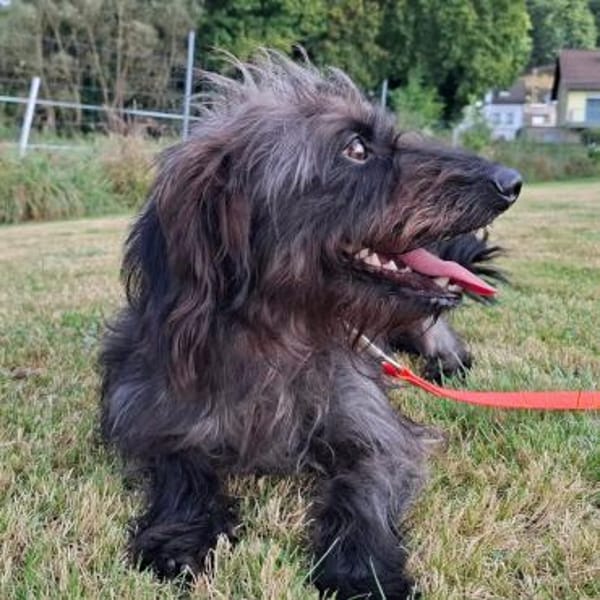 Dackel Mix Rüde, 1 Jahr