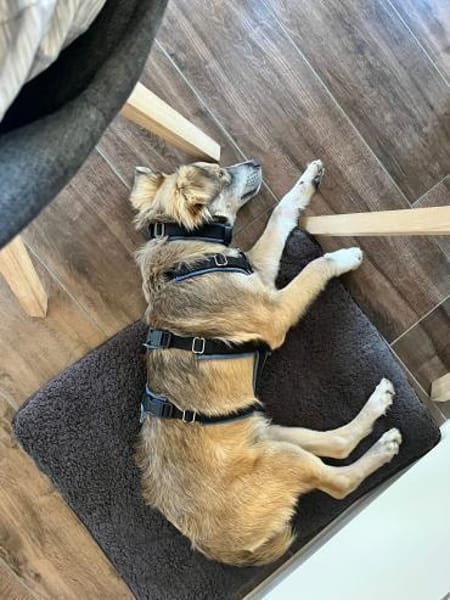 💙 Lieber Junghund Diesel sucht dich! 🐾