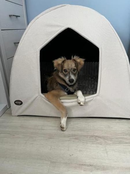💙 Lieber Junghund Diesel sucht dich! 🐾