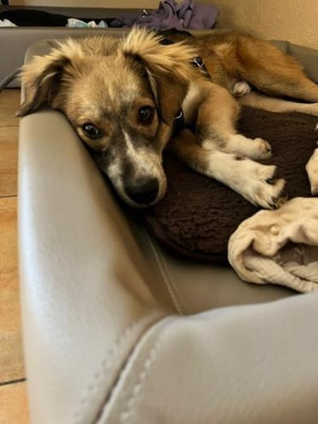 💙 Lieber Junghund Diesel sucht dich! 🐾