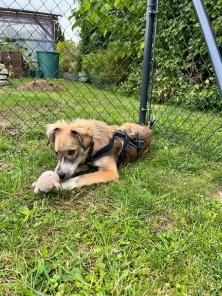 💙 Lieber Junghund Diesel sucht dich! 🐾