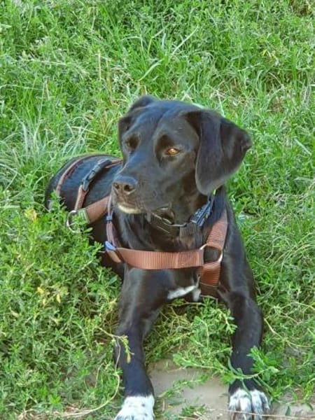 Liebevolles Zuhause für Nala gesucht