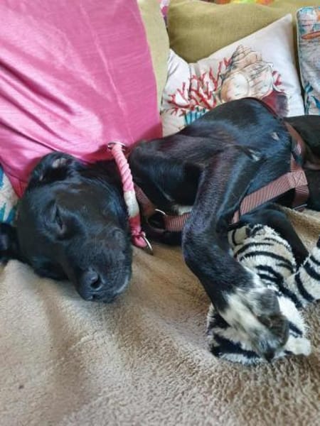 Liebevolles Zuhause für Nala gesucht