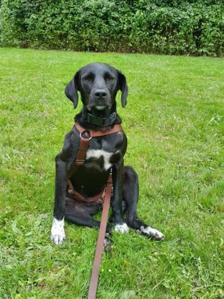 Liebevolles Zuhause für Nala gesucht
