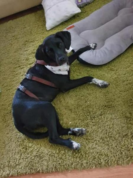 Liebevolles Zuhause für Nala gesucht