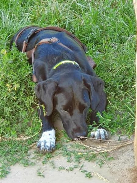 Liebevolles Zuhause für Nala gesucht