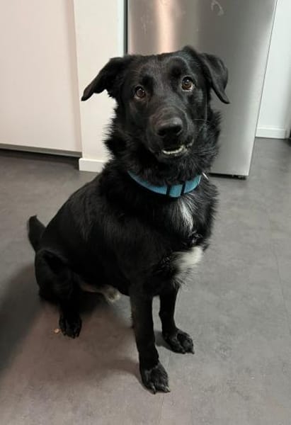 SHADOW - hundeerfahrene sportliche Leute