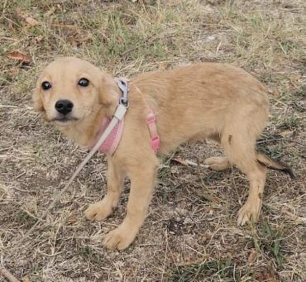 Senna, kleiner Welpe sucht neues Zuhause