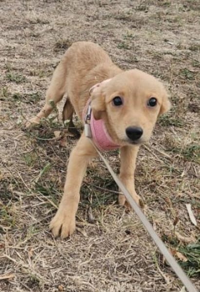 Senna, kleiner Welpe sucht neues Zuhause