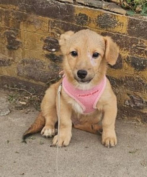 Leo, lustiger Welpe sucht neues Zuhause