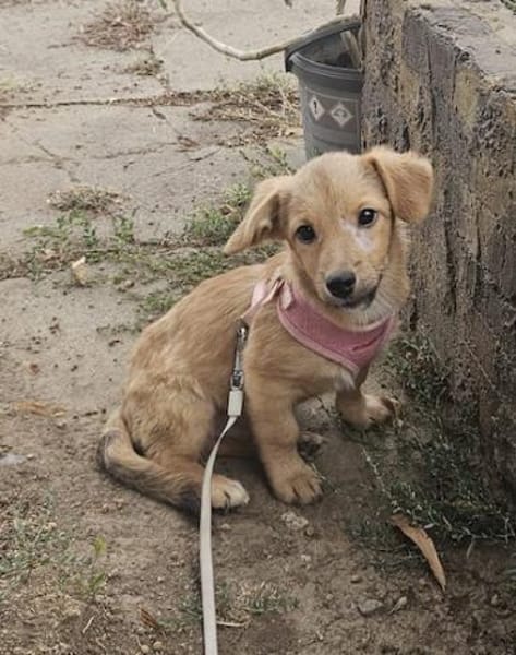 Leo, lustiger Welpe sucht neues Zuhause