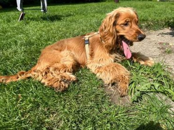 Eddy sucht ein liebevolles Zuhause