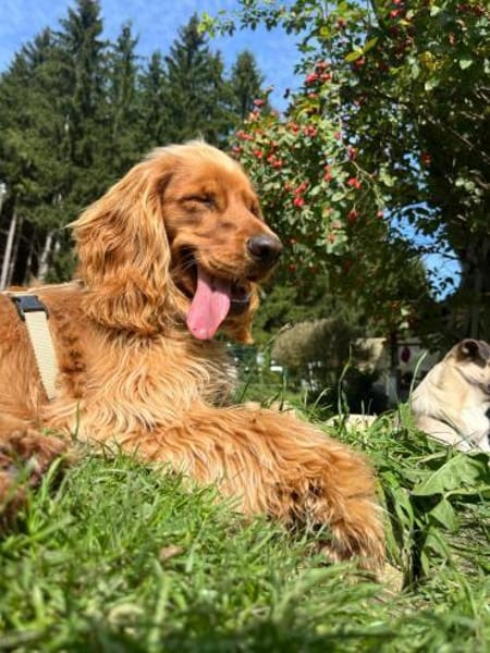 Eddy sucht ein liebevolles Zuhause