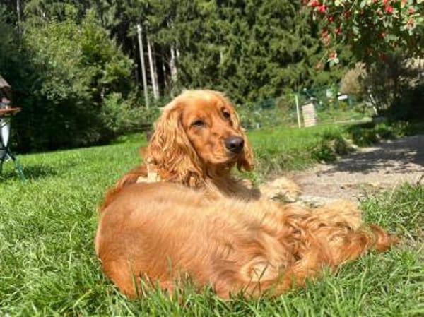 Eddy sucht ein liebevolles Zuhause