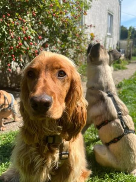 Eddy sucht ein liebevolles Zuhause
