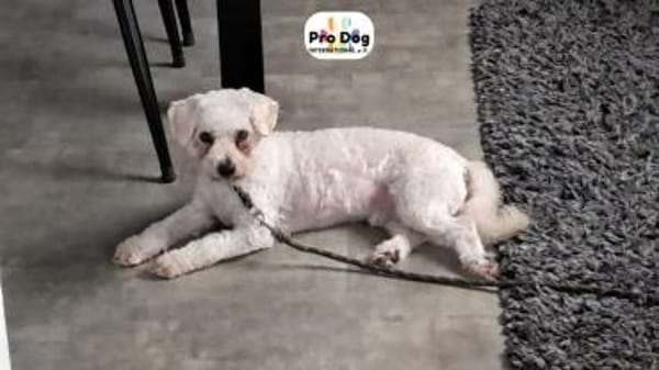 Paddy