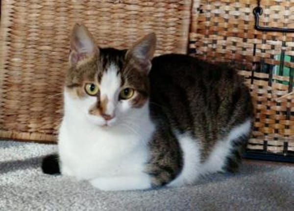 Tinker, neugieriger Sonnenschein, 10M