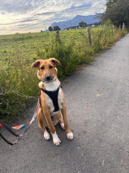 Marco, liebevoller Herzenshund, 6M 82418