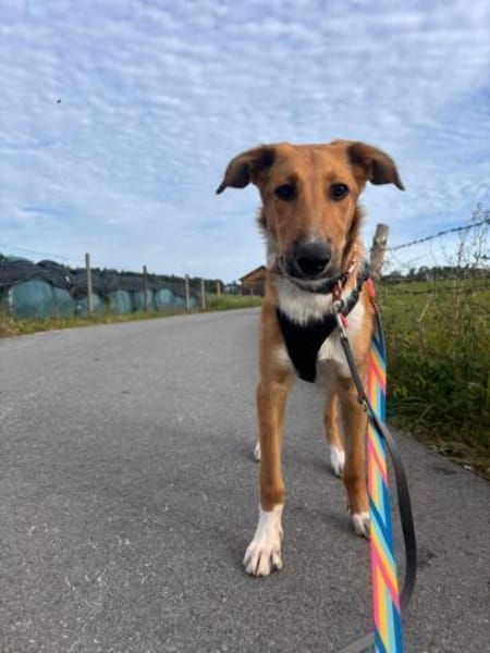 Marco, liebevoller Herzenshund, 6M 82418