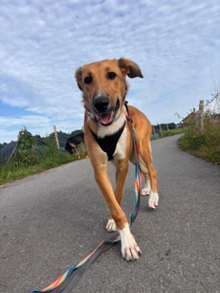 Marco, liebevoller Herzenshund, 6M 82418