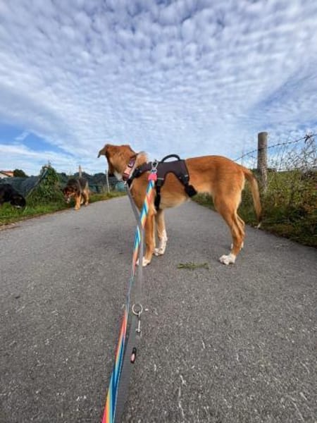 Marco, liebevoller Herzenshund, 6M 82418