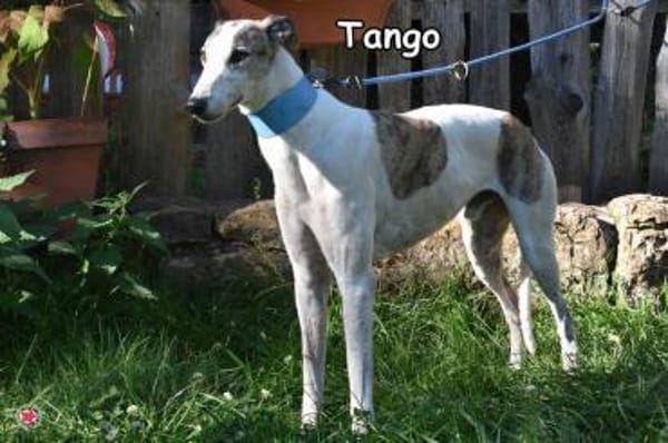 TANGO