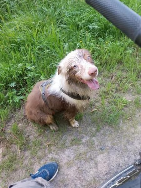 Henry-aktiver Aussie sucht Beschäftigug