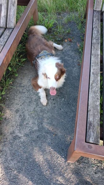Henry-aktiver Aussie sucht Beschäftigug