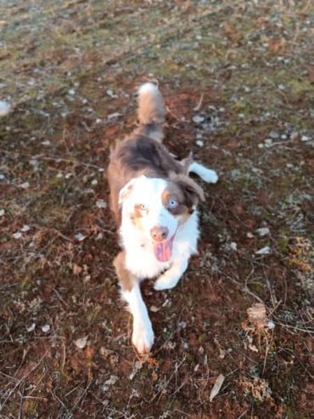Henry-aktiver Aussie sucht Beschäftigug