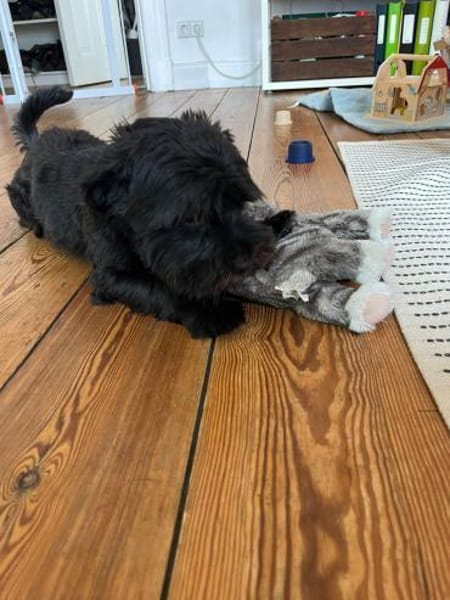 Watson (3 Jahre alter Havaneser)