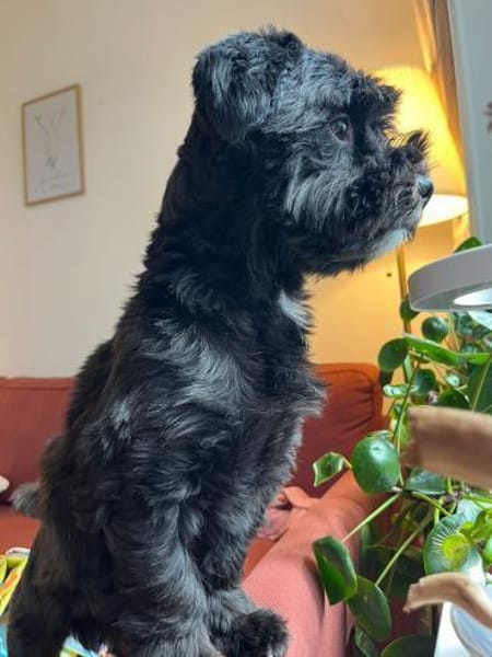Watson (3 Jahre alter Havaneser)