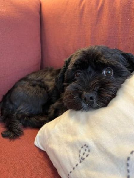 Watson (3 Jahre alter Havaneser)