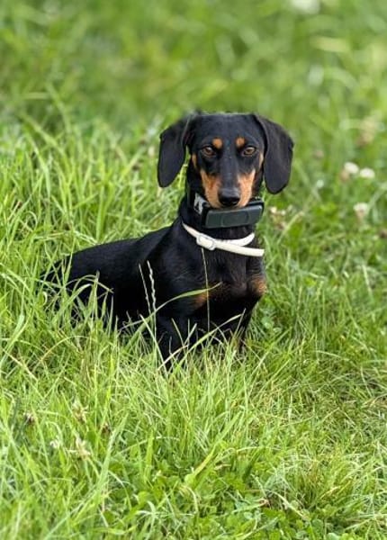 Lilly - liebe anhängliche kleine Hündin