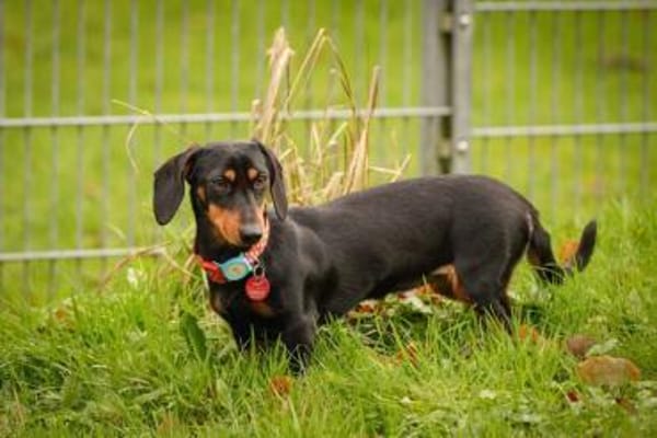 Lilly - liebe anhängliche kleine Hündin