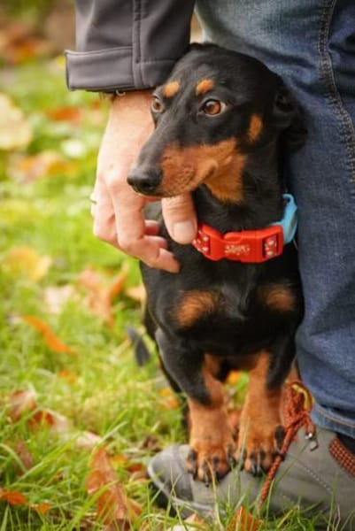 Lilly - liebe anhängliche kleine Hündin