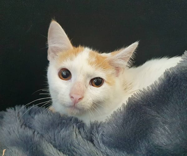 PEACH CHA