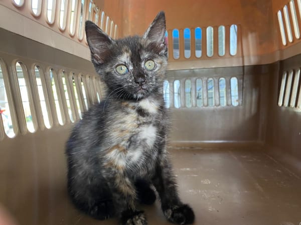 PENELOPE (RESERVEE)