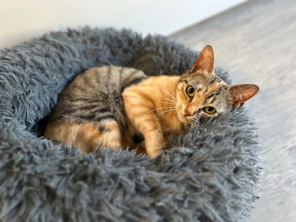 FELINE