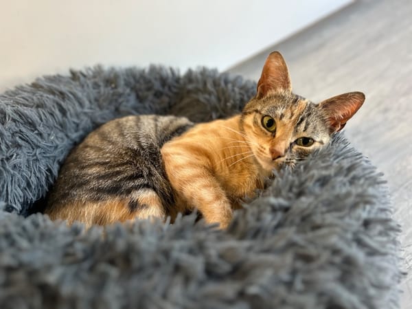 FELINE