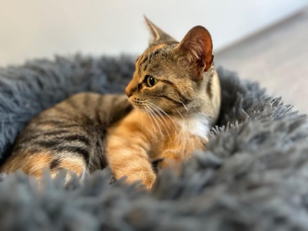 FELINE