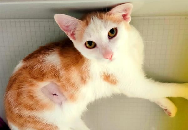 Tarama [Chaton]