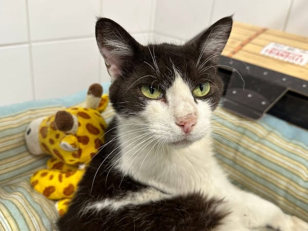 OLIVER en SOS URGENT