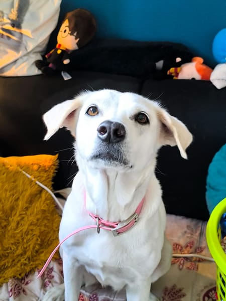 LILOU