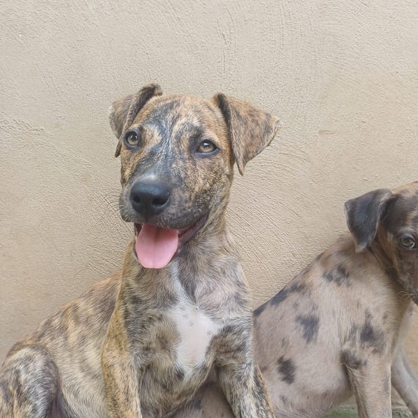 IKO