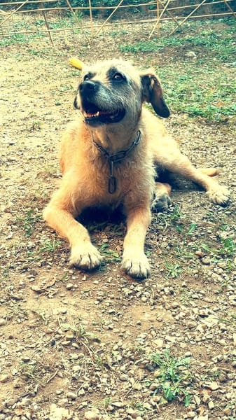 LILA