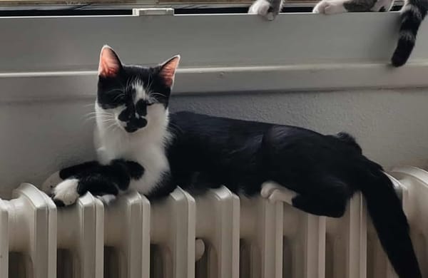 BERNARD à l adoption