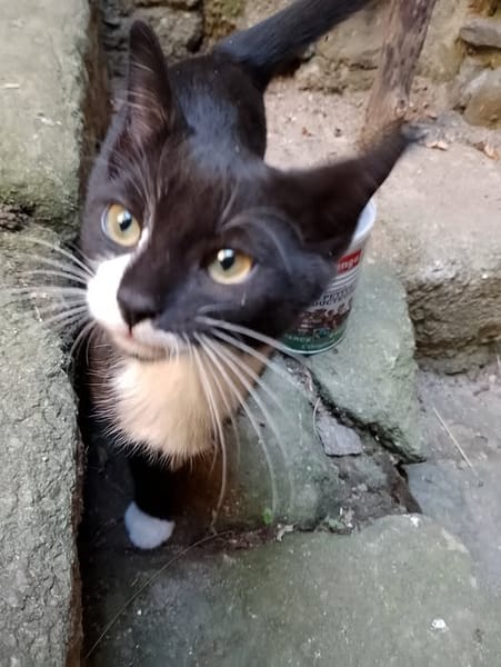 SACHA