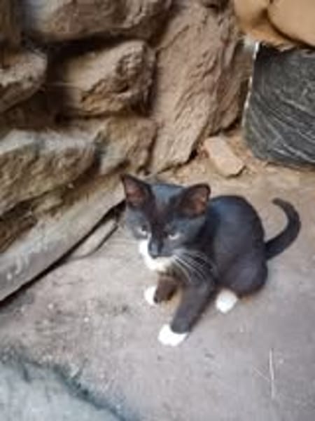 SACHA