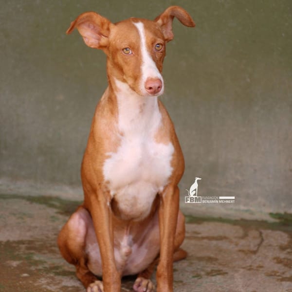 PITU (FBM)